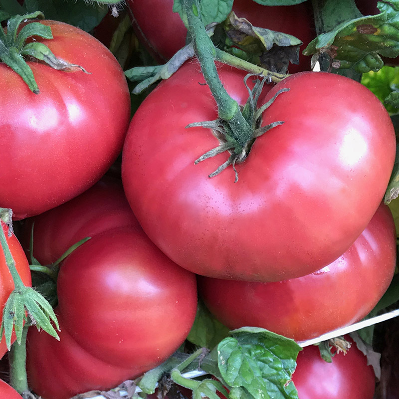 TomatoFest® Releases 24 Prized "Dwarf Tomato" Varieties For Space